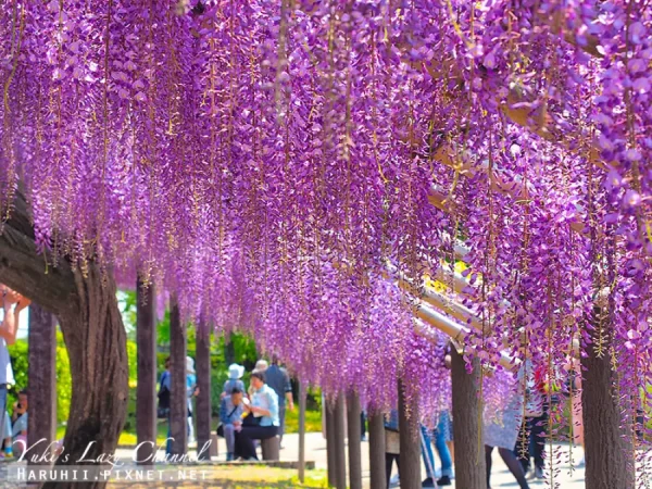 Top 7 địa điểm ngắm hoa tử đằng ở Kyoto "siêu đẹp"