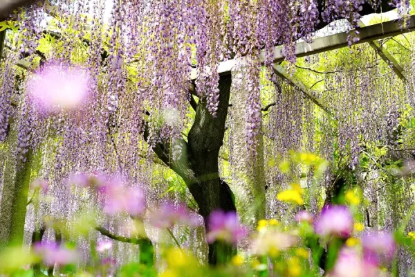 Top 7 địa điểm ngắm hoa tử đằng ở Kyoto "siêu đẹp"
