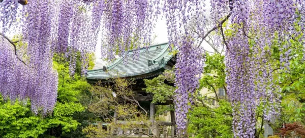 Đền Watarase | địa điểm ngắm hoa tử đằng Nhật Bản