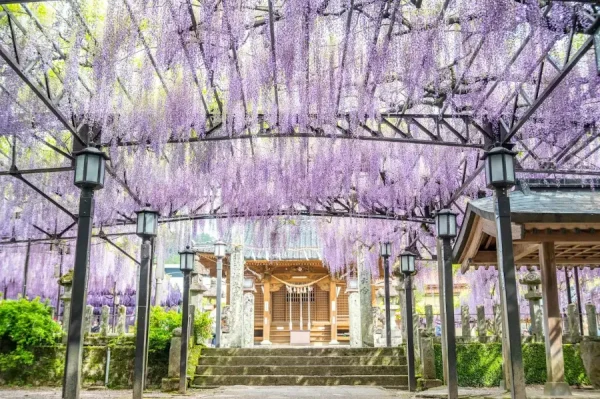 Đền Watarase | địa điểm ngắm hoa tử đằng Nhật Bản