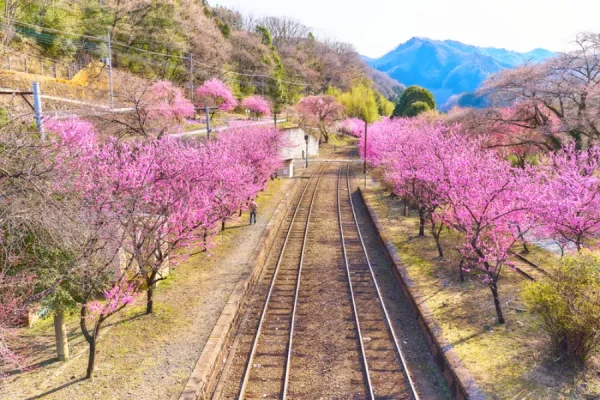 Khám phá 7 địa điểm ngắm hoa tử đằng Ashikaga