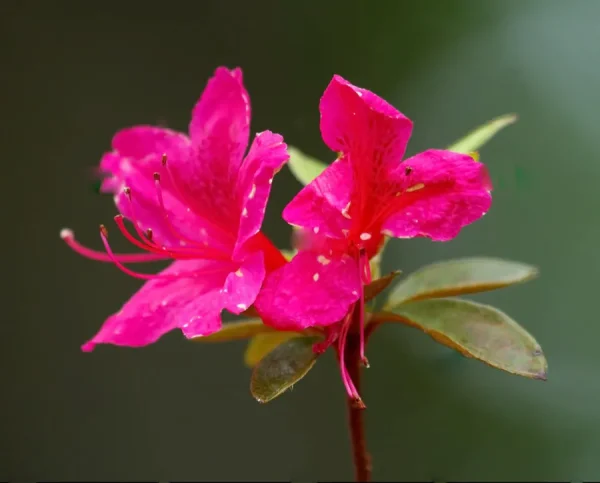 Hoa Đỗ Quyên Nhật Bản (Tsutsuji)