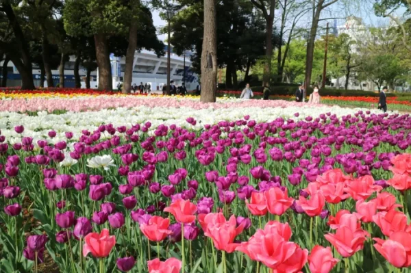 Địa điểm ngắm Hoa Tulip Nhật Bản (Churippu)