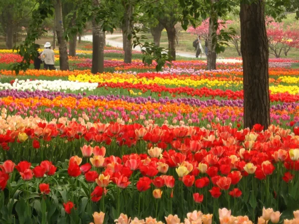 Hoa Tulip Nhật Bản (Churippu): Sắc Màu Tươi Mới Báo Hiệu Mùa Xuân Rực Rỡ Địa điểm ngắm Hoa Tulip Nhật Bản (Churippu)