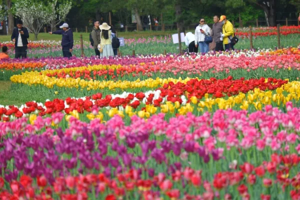 Địa điểm ngắm Hoa Tulip Nhật Bản (Churippu)