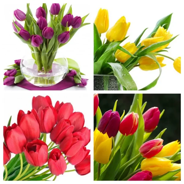 Hoa Tulip Nhật Bản (Churippu): Sắc Màu Tươi Mới Báo Hiệu Mùa Xuân Rực Rỡ Địa điểm ngắm Hoa Tulip Nhật Bản (Churippu)