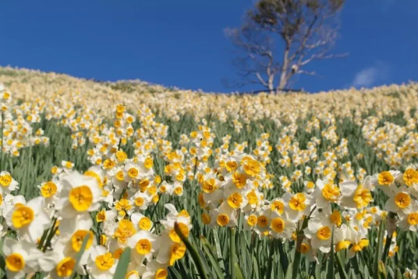 Hoa Thủy Tiên Nhật Bản (Suisen): Sứ Giả Tinh Khôi Của Mùa Xuân Sớm Top địa điểm ngắm Hoa Thủy Tiên đẹp nhất ở Nhật Bản