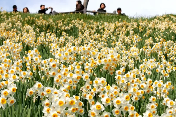 Hoa Thủy Tiên Nhật Bản (Suisen): Sứ Giả Tinh Khôi Của Mùa Xuân Sớm Top địa điểm ngắm Hoa Thủy Tiên đẹp nhất ở Nhật Bản