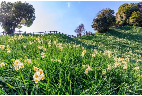 Hoa Thủy Tiên Nhật Bản (Suisen): Sứ Giả Tinh Khôi Của Mùa Xuân Sớm Top địa điểm ngắm Hoa Thủy Tiên đẹp nhất ở Nhật Bản