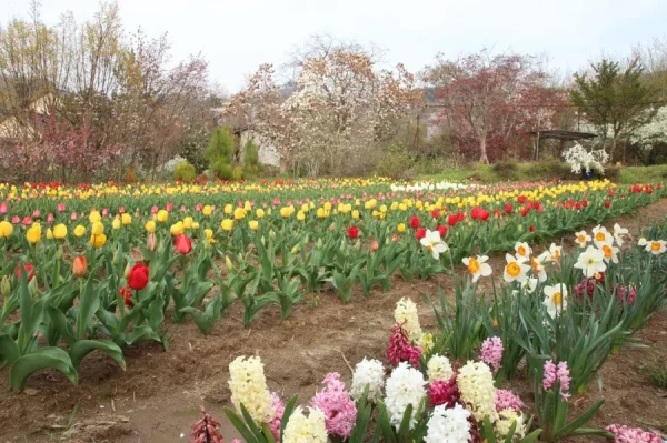 Hoa Tulip Nhật Bản (Churippu): Sắc Màu Tươi Mới Báo Hiệu Mùa Xuân Rực Rỡ Địa điểm ngắm Hoa Tulip Nhật Bản (Churippu)