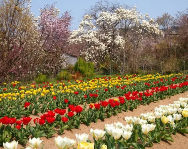 Hoa Tulip Nhật Bản (Churippu): Sắc Màu Tươi Mới Báo Hiệu Mùa Xuân Rực Rỡ Địa điểm ngắm Hoa Tulip Nhật Bản (Churippu)