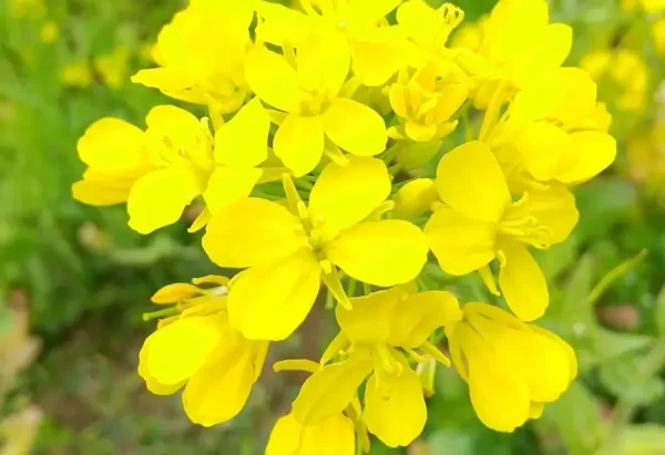 Hoa Cải Dầu Nhật Bản (Nanohana): Vệt Nắng Rực Rỡ Báo Hiệu Xuân Thì