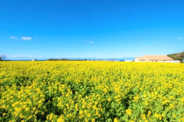 Hoa Cải Dầu Nhật Bản (Nanohana): Vệt Nắng Rực Rỡ Báo Hiệu Xuân Thì