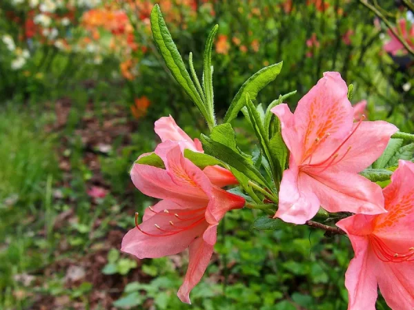 Hoa Đỗ Quyên Nhật Bản (Tsutsuji)