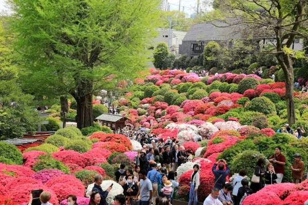 Hoa Đỗ Quyên Nhật Bản (Tsutsuji)