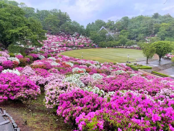 Hoa Đỗ Quyên Nhật Bản (Tsutsuji)