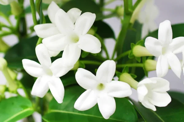 Hoa Nhài Nhật Bản: Nét Tinh Khôi và Hương Thơm Quyến Rũ Xứ Phù Tang Hoa Nhài Nhật Bản