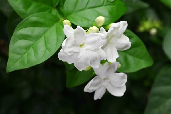 Hoa Nhài Nhật Bản: Nét Tinh Khôi và Hương Thơm Quyến Rũ Xứ Phù Tang Hoa Nhài Nhật Bản