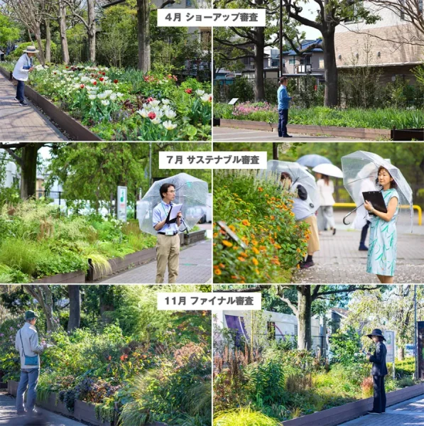 Hoa Nhài Nhật Bản: Nét Tinh Khôi và Hương Thơm Quyến Rũ Xứ Phù Tang Hoa Nhài Nhật Bản