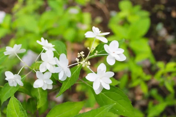 Hoa Nhài Nhật Bản: Nét Tinh Khôi và Hương Thơm Quyến Rũ Xứ Phù Tang Hoa Nhài Nhật Bản