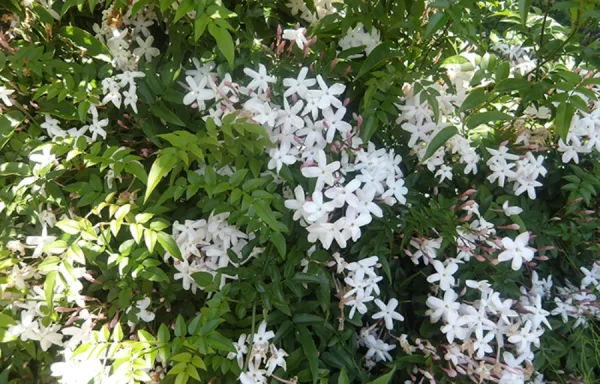 Hoa Nhài Nhật Bản: Nét Tinh Khôi và Hương Thơm Quyến Rũ Xứ Phù Tang Hoa Nhài Nhật Bản