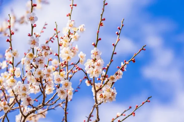 Top 9 Địa điểm ngắm hoa mơ Nhật Bản (Ume) Hot nhất