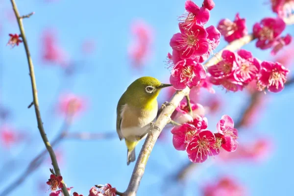 Top 9 Địa điểm ngắm hoa mơ Nhật Bản (Ume) Hot nhất