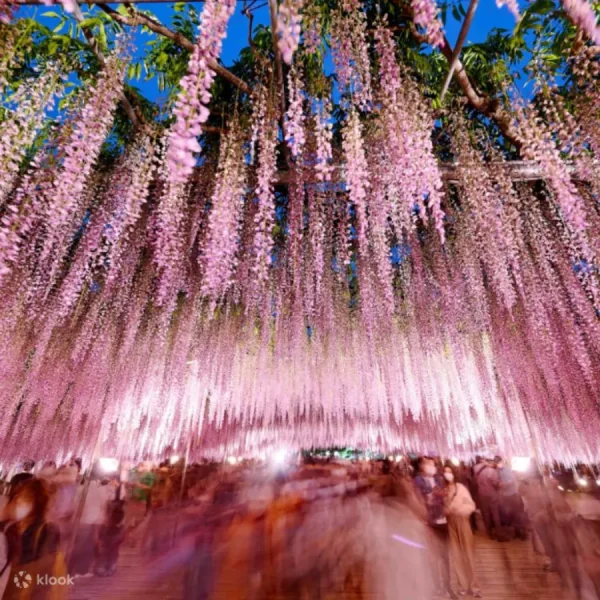 Top 7 địa điểm ngắm hoa từ đằng ở Fukuoka Nhật Bản Đền Kushida | địa điểm ngắm hoa tử đằng Nhật Bản