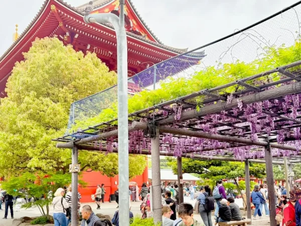 Top 7 địa điểm ngắm hoa tử đằng ở Tokyo Nhật Bản