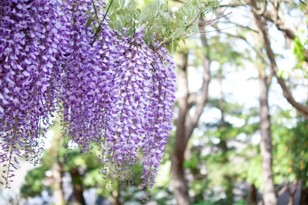 Top 7 địa điểm ngắm hoa tử đằng ở Kyoto "siêu đẹp"