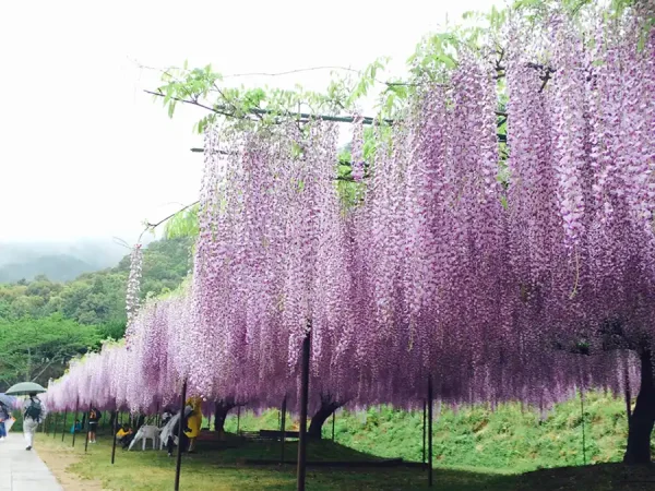 Top 7 địa điểm ngắm hoa tử đằng ở Kyoto "siêu đẹp"