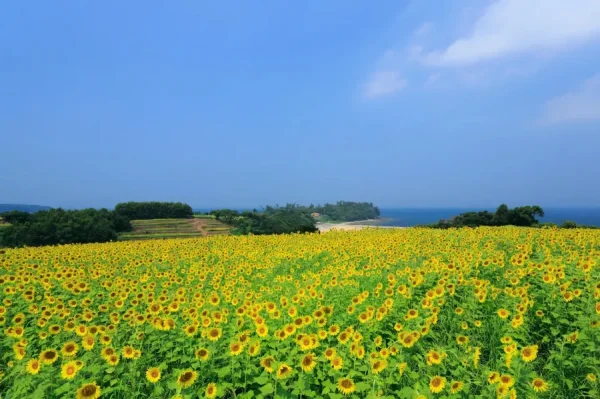 Ikei Island (Okinawa)