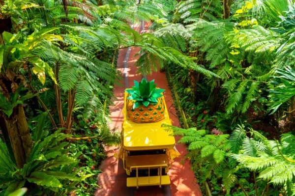 Nago Pineapple Park: Thiên Đường Dứa Xanh Mát Giữa Lòng Okinawa