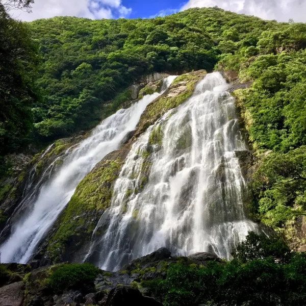 Yakushima Island: Khá Phá Bí Ẩn Của Vùng Đất Nguyên Sơ