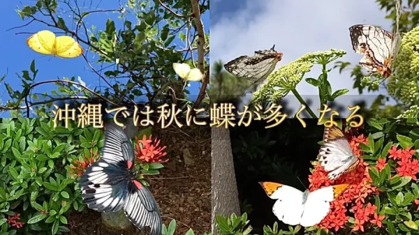 Nago Pineapple Park: Thiên Đường Dứa Xanh Mát Giữa Lòng Okinawa