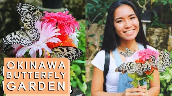Nago Pineapple Park: Thiên Đường Dứa Xanh Mát Giữa Lòng Okinawa