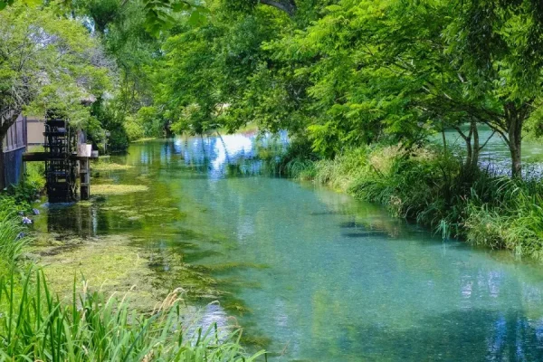 Trang trại Wasabi Daio