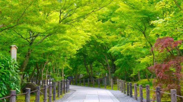 Khám Phá Chùa Eikando: Viên Ngọc Đỏ Rực Rỡ tại Kyoto