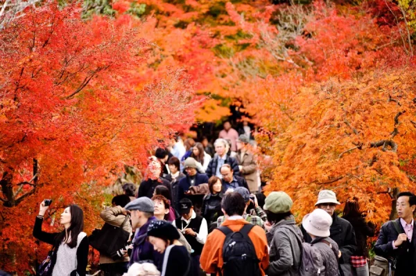Khám Phá Chùa Eikando: Viên Ngọc Đỏ Rực Rỡ tại Kyoto
