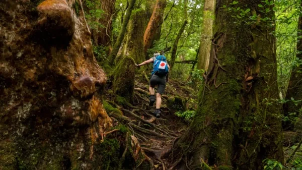 Yakushima Island: Khá Phá Bí Ẩn Của Vùng Đất Nguyên Sơ