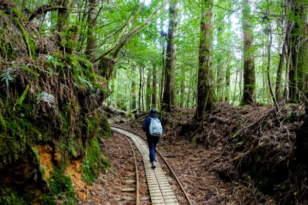 Yakushima Island: Khá Phá Bí Ẩn Của Vùng Đất Nguyên Sơ