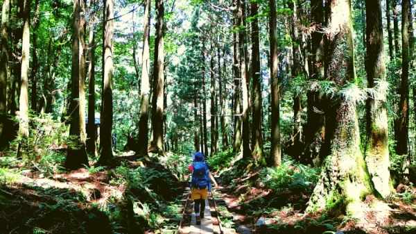 Yakushima Island: Khá Phá Bí Ẩn Của Vùng Đất Nguyên Sơ