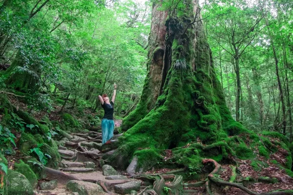Yakushima Island: Khá Phá Bí Ẩn Của Vùng Đất Nguyên Sơ