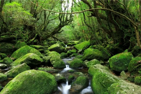 Yakushima Island: Khá Phá Bí Ẩn Của Vùng Đất Nguyên Sơ Yakushima Island: Khá Phá Bí Ẩn Của Vùng Đất Nguyên Sơ