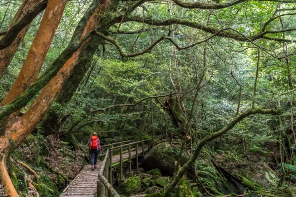 Yakushima Island: Khá Phá Bí Ẩn Của Vùng Đất Nguyên Sơ