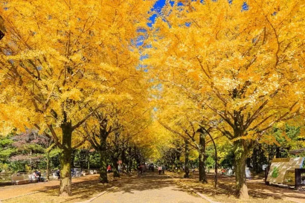 Cây bạch quả (Ginkgo)