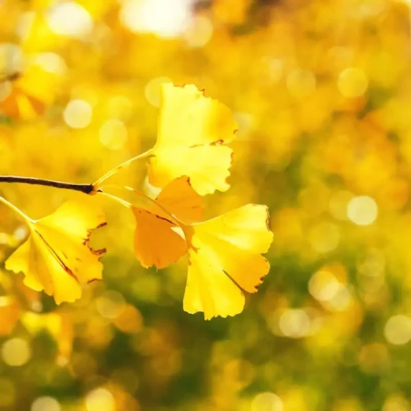 Cây bạch quả (Ginkgo)
