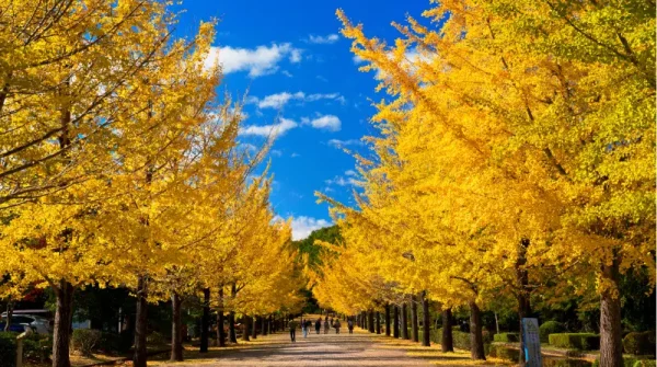 Cây bạch quả (Ginkgo)