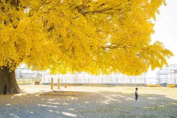 Cây bạch quả (Ginkgo)