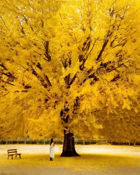 Cây bạch quả (Ginkgo)